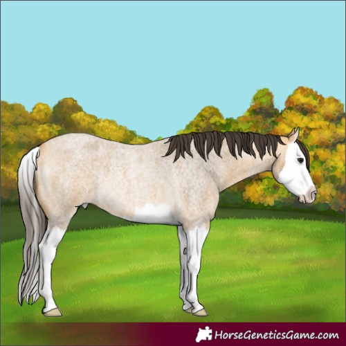 Horse Color:Buckskin Roan Splash Rabicano 