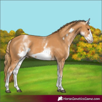 Horse Color:White Spotted Chestnut Frame 