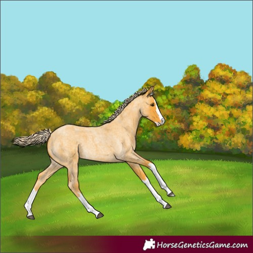 Horse Color:Palomino Roan Splash 