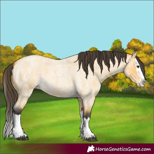 Horse Color:Buckskin Roan Dun Splash 