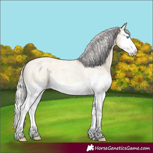 Horse Color:Silver Buckskin Roan Splash 