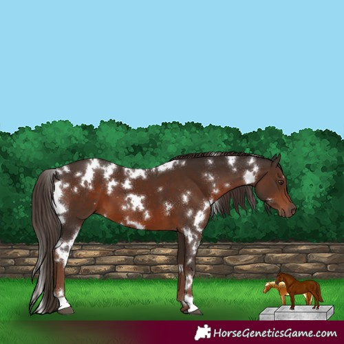 Horse Color:White Spotted Liver Chestnut 