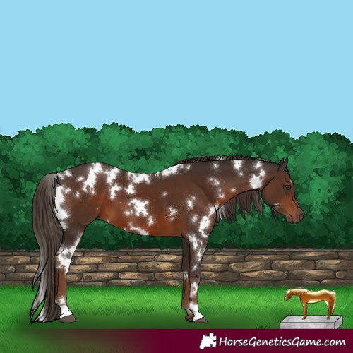 Horse Color:White Spotted Liver Chestnut 