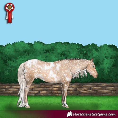 Horse Color:White Spotted Chocolate Palomino Pearl Appaloosa 