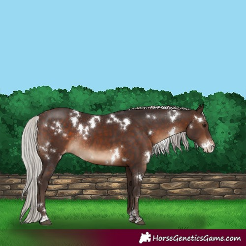 Horse Color:White Spotted Silver Brown Sabino Appaloosa Rabicano 