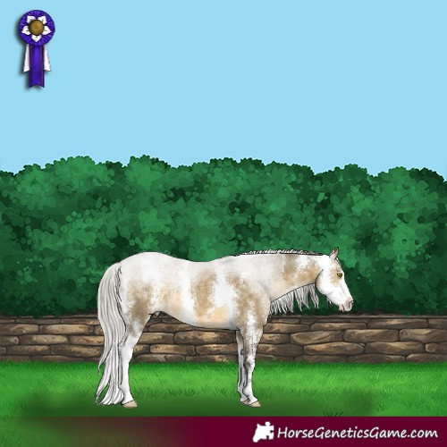 Horse Color:Silver Buckskin Dun Sabino Rabicano 