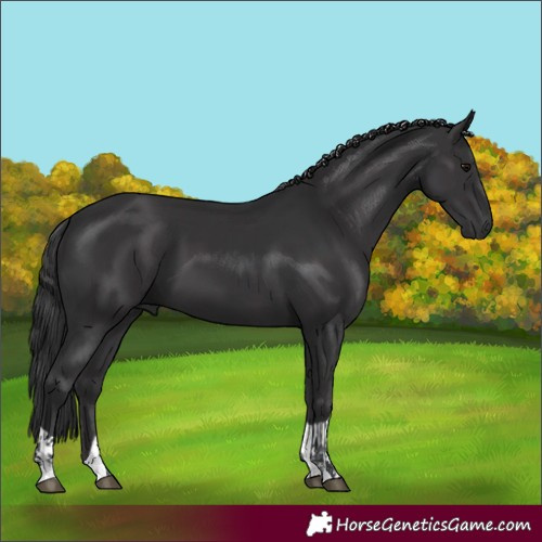 Horse Color:Black  and Smoky Black 