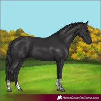 Horse Color:Black and Smoky Black