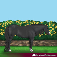 Horse Color:Black  and Black 