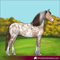 Horse Color:Amber Champagne Sabino Tobiano Near Leopard  and Amber Champagne Sabino Tobiano Near Leopard 