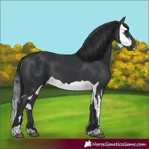 Horse Color:Black  and Black Splash 