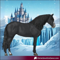 Horse Color:Black and Black Splash