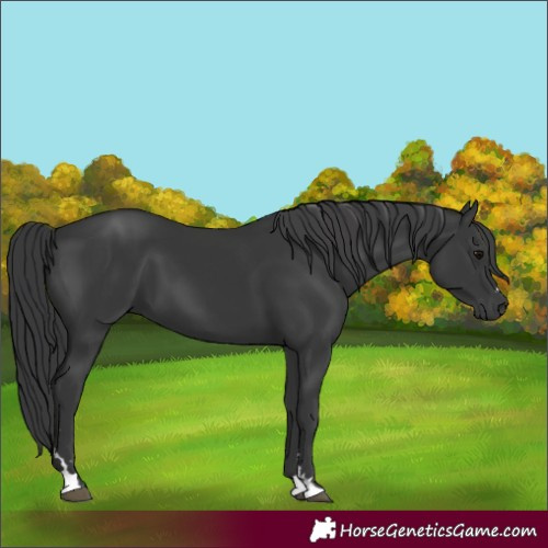 Horse Color:Black 