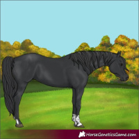 Horse Color:Black  and Black 