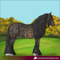 Horse Color:Buckskin and Black