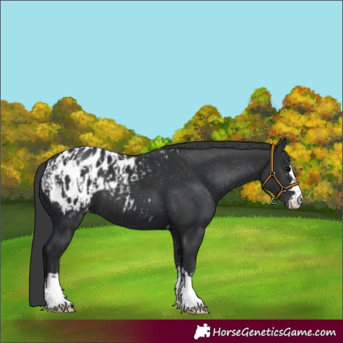 Horse Color:Black Appaloosa  and Black Appaloosa 