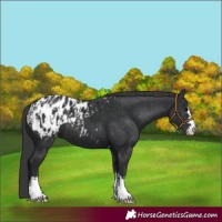 Horse Color:Black Appaloosa  and Black Appaloosa 