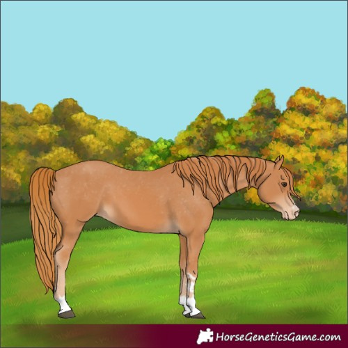 Horse Color:Unknown 