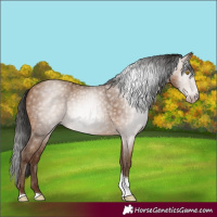 Horse Color:Gray Amber Champagne Tobiano 