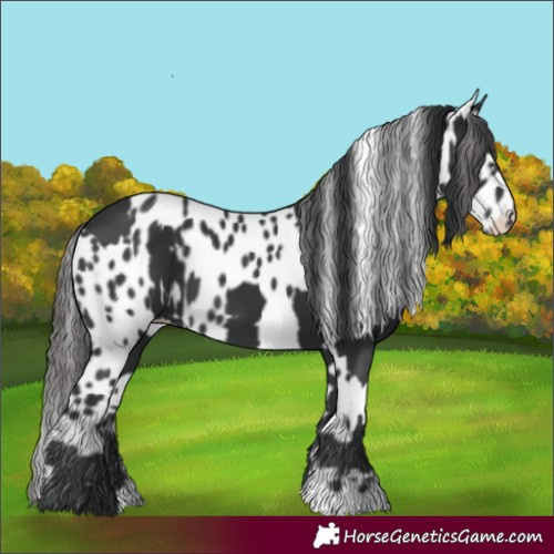 Horse Color:Black  and Black Appaloosa 