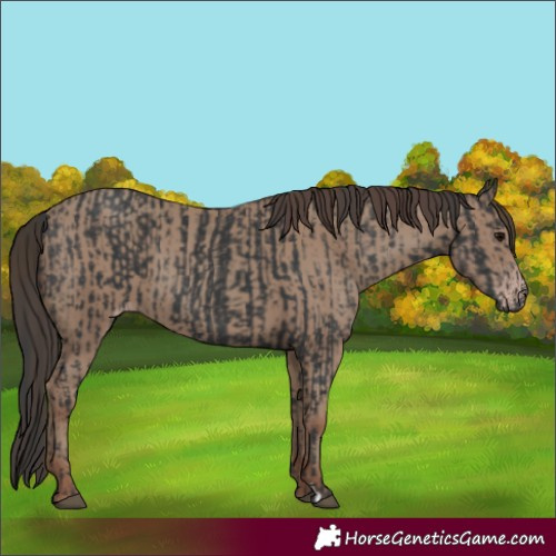 Horse Color:Black  and Classic Champagne 