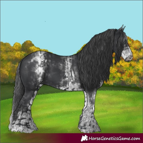Horse Color:Black  and White Spotted Black 