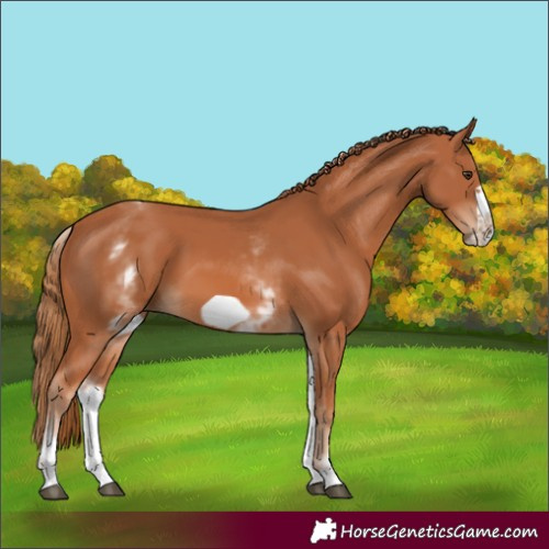 Horse Color:White Spotted Chestnut Frame 