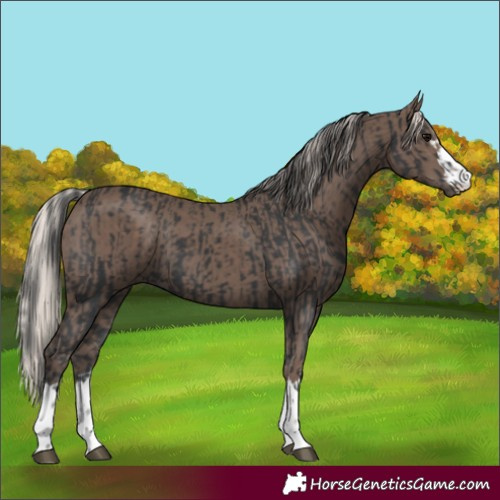 Horse Color:Black and Silver Black