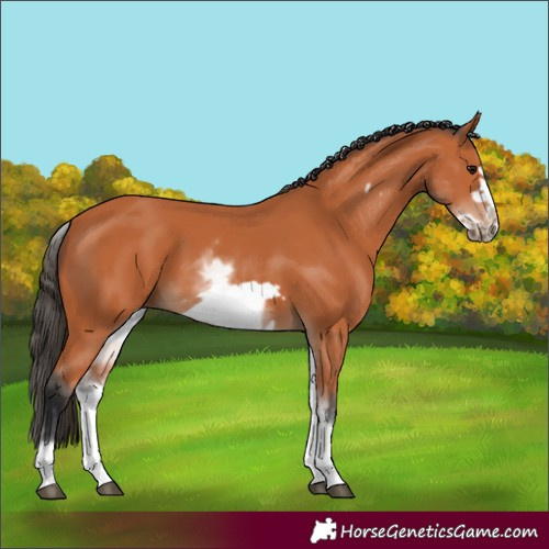 Horse Color:White Spotted Bay Frame