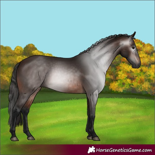 Horse Color:Gray Bay 