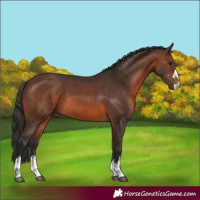 Horse Color:Brown 