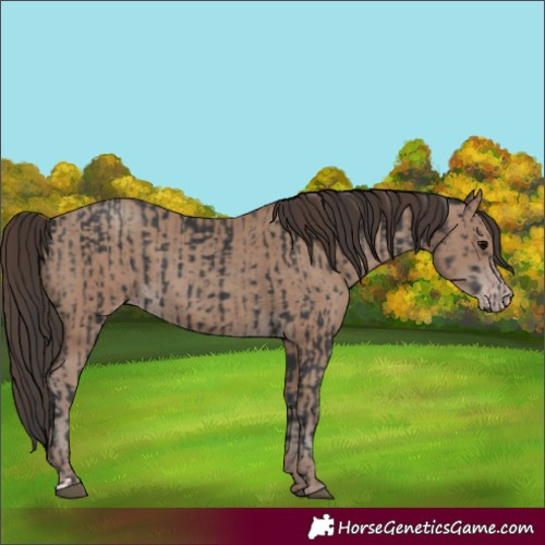 Horse Color:Black and Classic Champagne