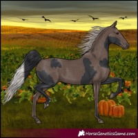 Horse Color:Black Rabicano  and Silver Black 
