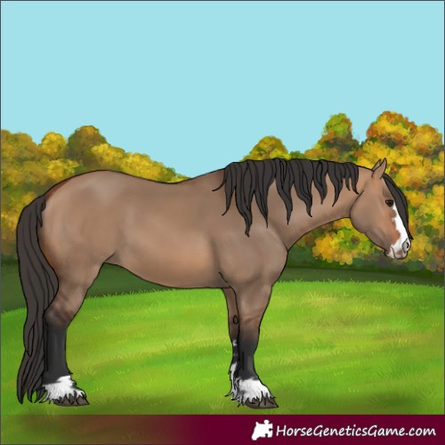 Horse Color:Bay Dun 