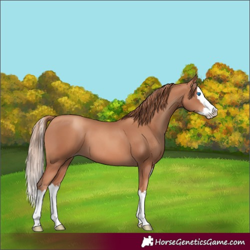 Horse Color:Gold Champagne Splash