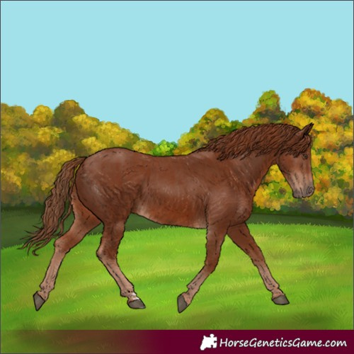Horse Color:Chestnut and Chestnut