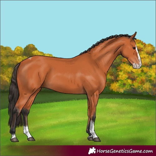 Horse Color:Bay Splash Tobiano 