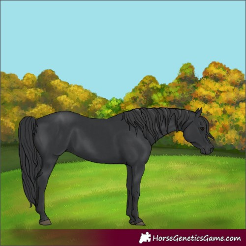 Horse Color:Black  and Black 