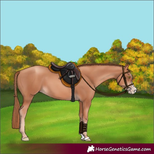 Horse Color:Gold Champagne Splash