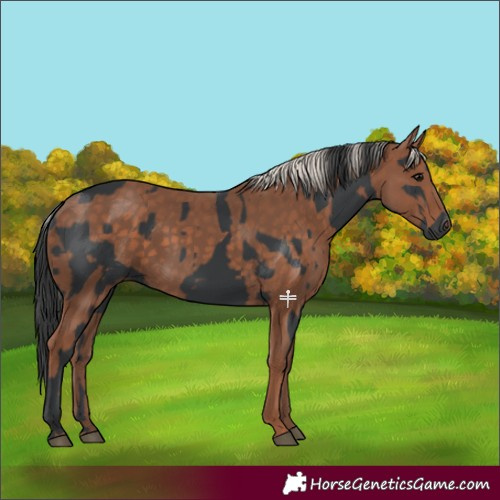 Horse Color:Black  and Silver Black 