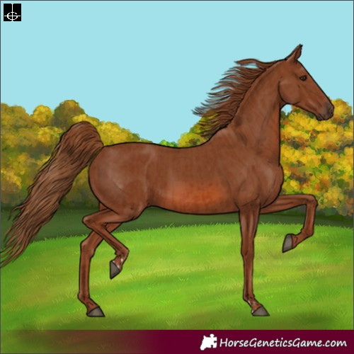 Horse Color:Chestnut  and Chestnut 