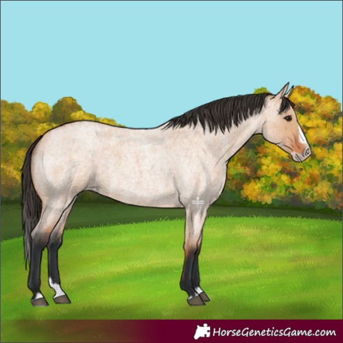 Horse Color:Bay Roan Dun Splash Frame 