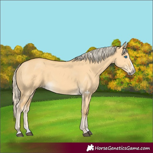 Horse Color:Palomino Dun Splash 