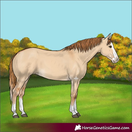 Horse Color:Red Dun Splash 