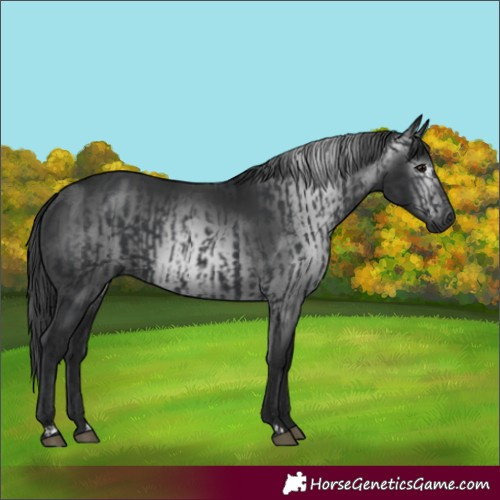 Horse Color:Black and Gray Black