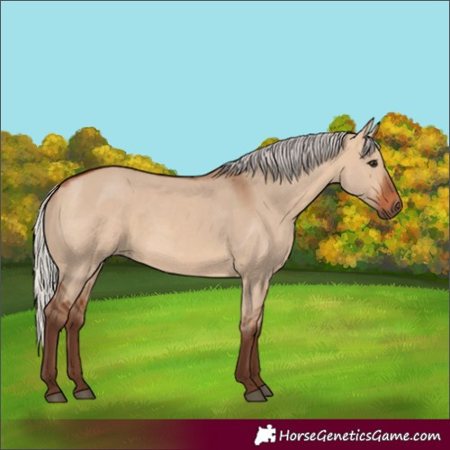 Horse Color:Unknown 