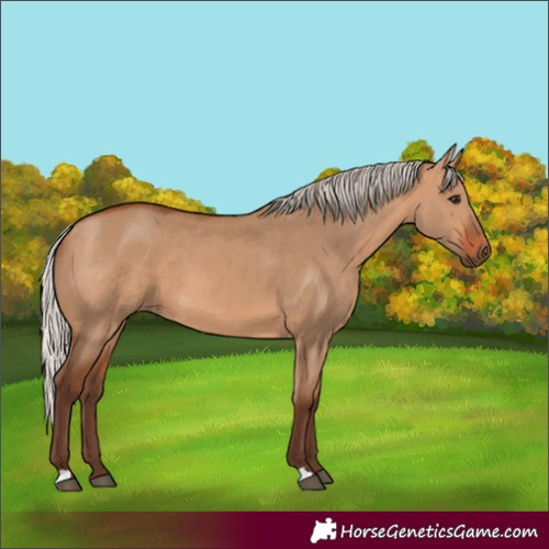 Horse Color:Unknown 