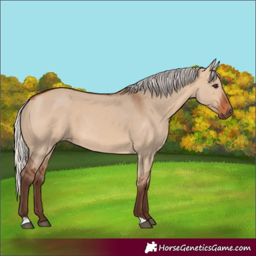 Horse Color:Silver Bay Dun 