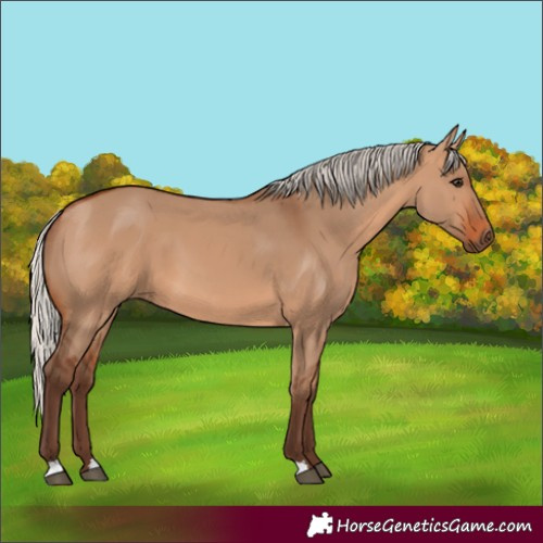 Horse Color:Silver Bay Dun 
