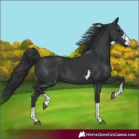 Horse Color:Black and Black